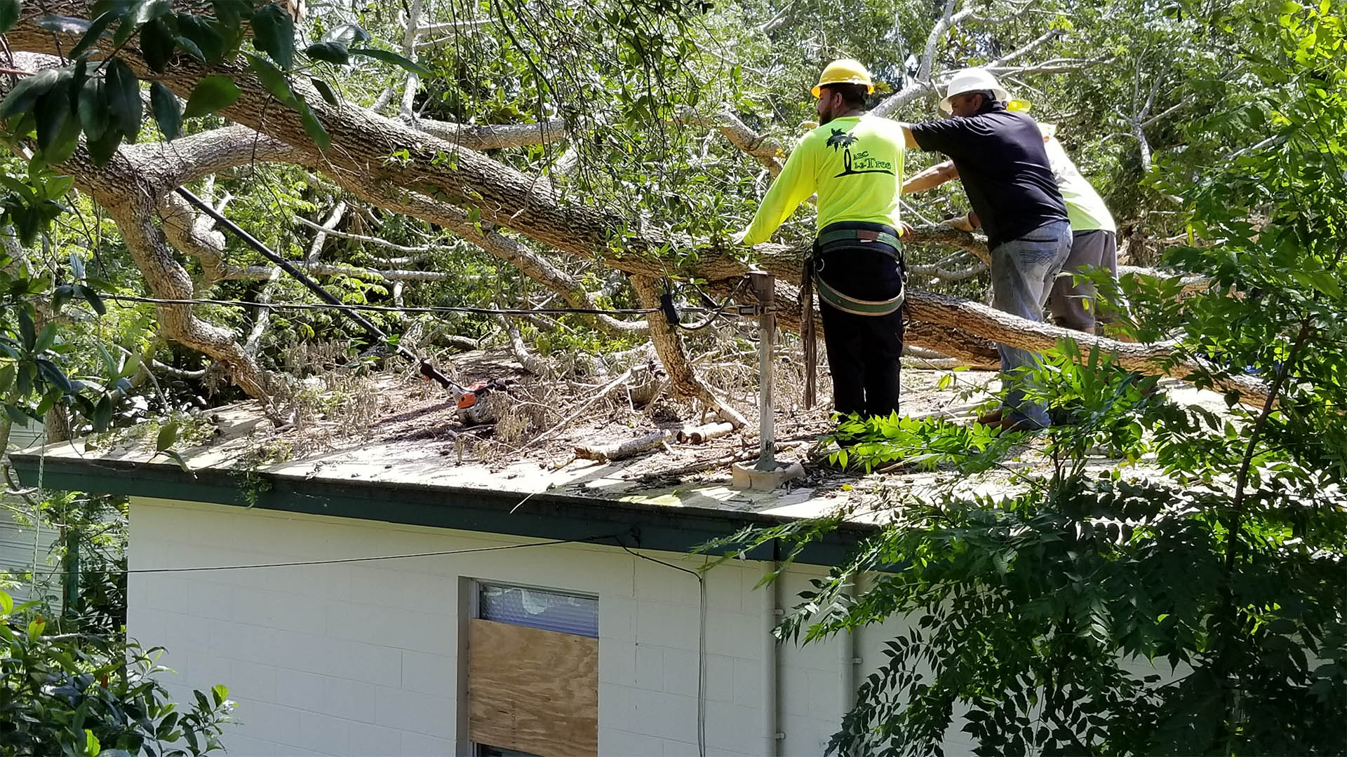 Tree Service Charlotte Nc